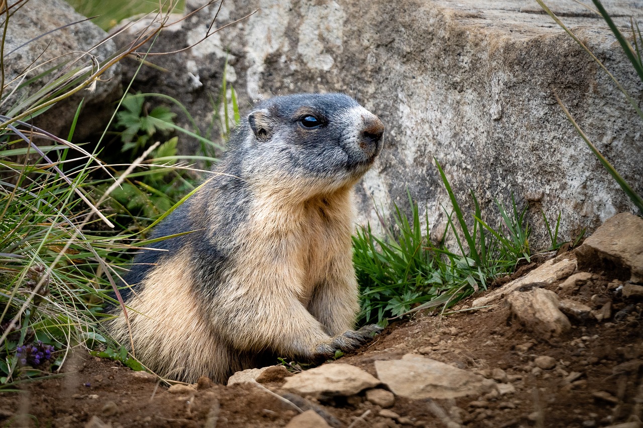 10 Fun Crafts for Celebrating Groundhog Day